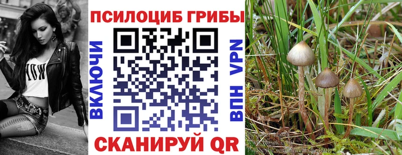 Галлюциногенные грибы GOLDEN TEACHER Купить закладки Дальнереченск